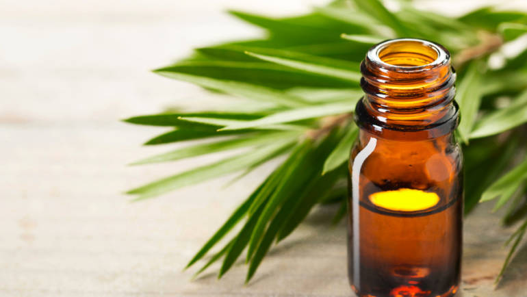 Is Tea tree oil the future of antibiotic therapy?